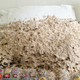 Illustration for article titled Thousands of Wasps Found Living in Woman's Home